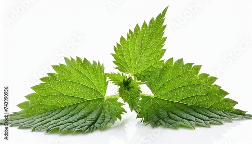nettle leaves isolated on white background