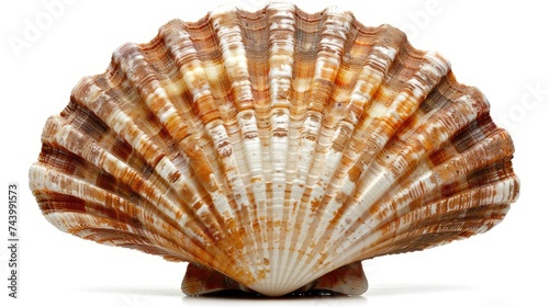 a big beautiful scallop, isolated on white.