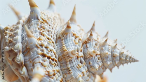 close-up of a big spiked seashell, isolated on white.