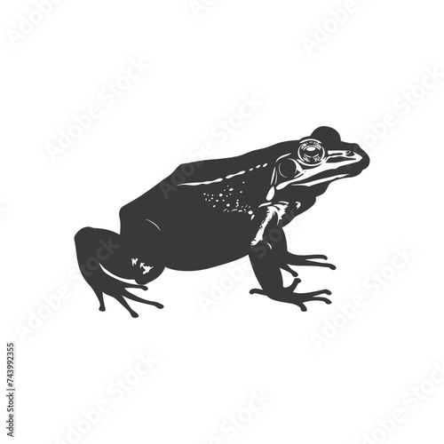 Silhouette frog black color only full body photo