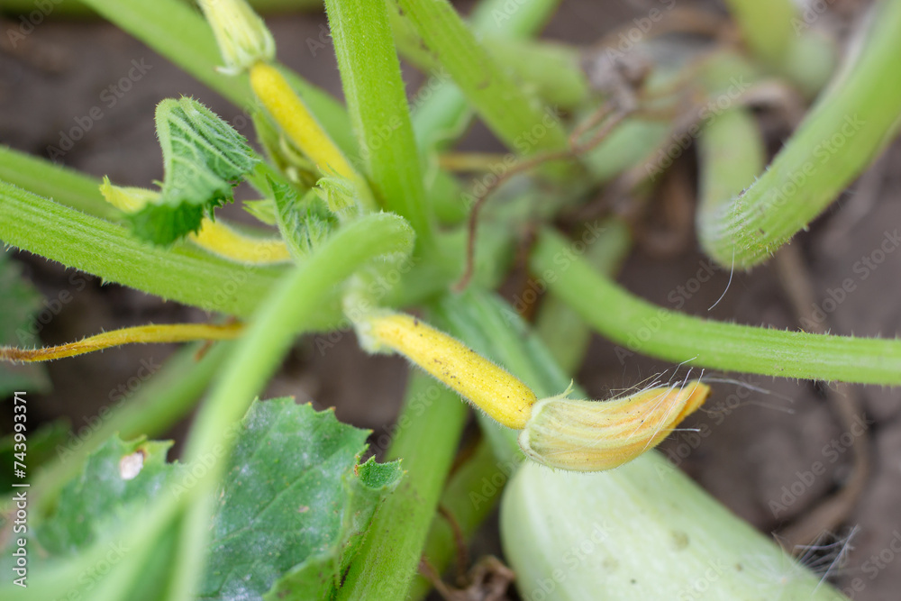 sick yellowed fruit of a zucchini plant in a vegetable garden. Diseases of vegetable plants and prevention sick yellowed fruit of a zucchini plant in a vegetable garden. Diseases of vegetable plants and prevention