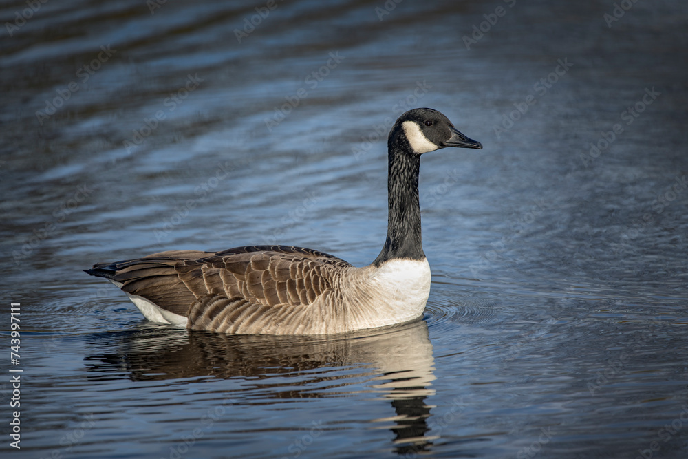 Profile portrait of a Canada goose