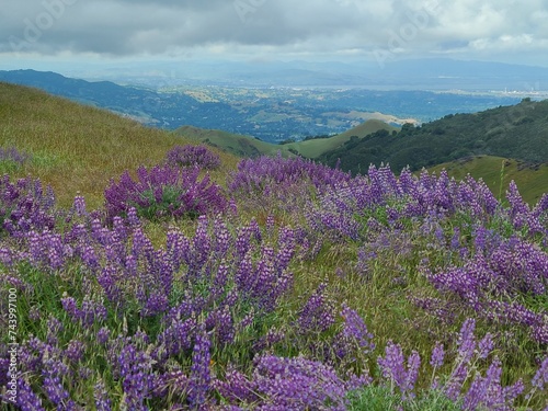 Purple flowers of blooming Lupines in the East Bay Hills of Northern California
