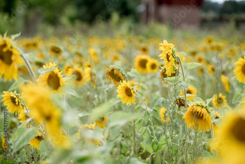 a field with sunflowers. sunflower cultivation.