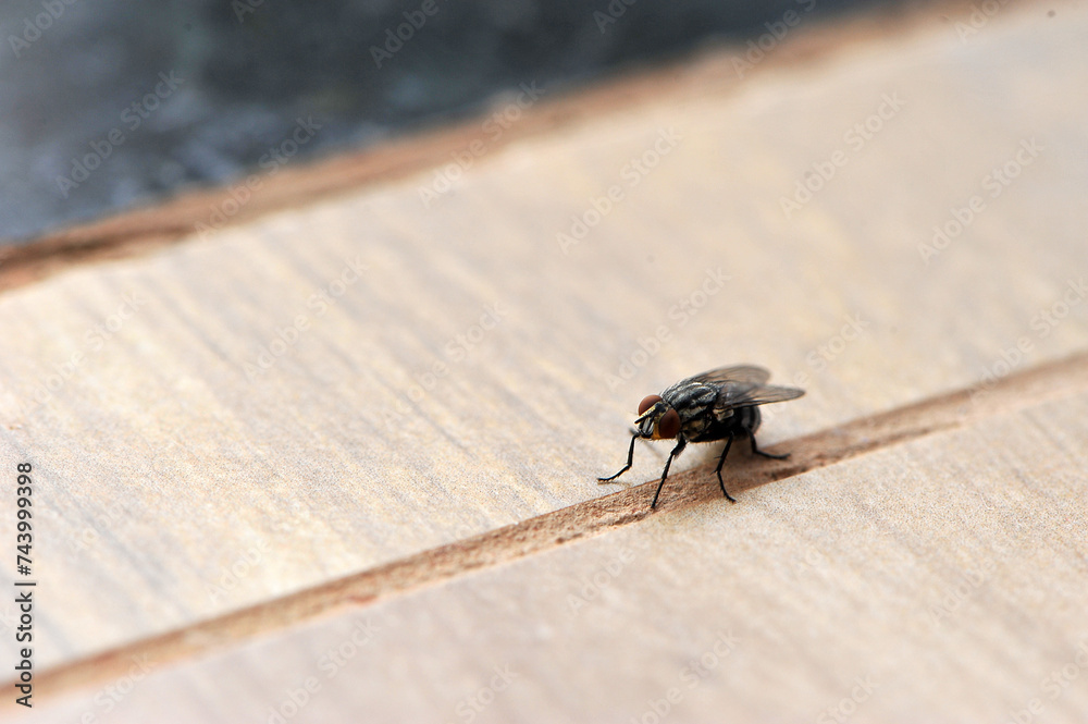 Obraz premium mosca inseto