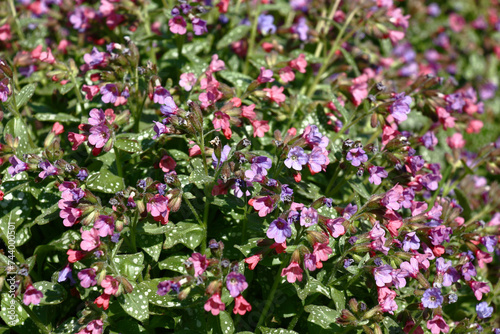 Sunny spring day. The pulmonaria saccharata plentifully blossoms in small pink-purple flowers.