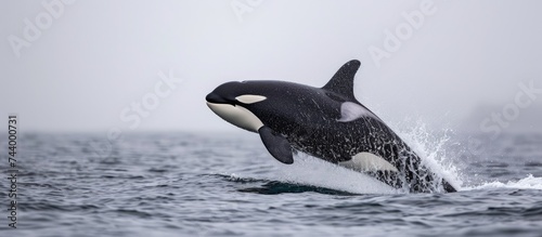 A side view of a black and white orca jumping out of the water while hunting a sea lion.