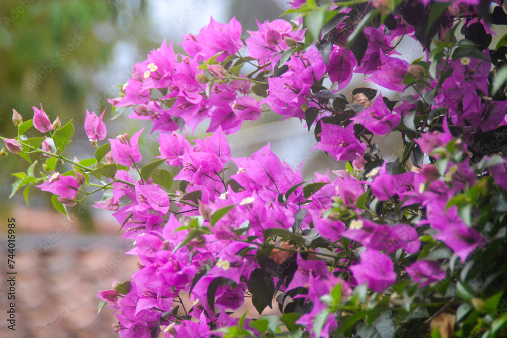 Fototapeta premium Close-up of bougainvilleas blooming outdoors