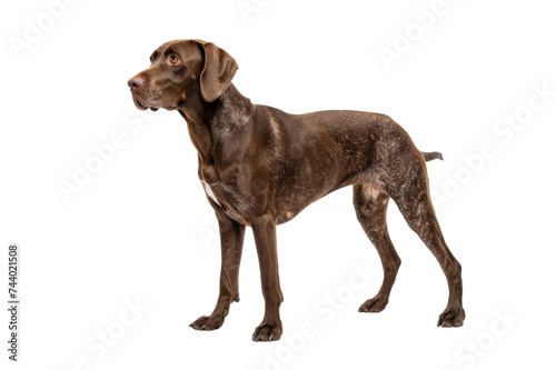 Brown Dog Standing on Isolated Background Side View