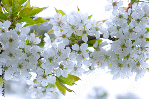 Beautiful spring pear tree blossoms against a blurred background.