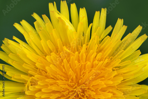 Macro photo of a yellow dandelion flower .