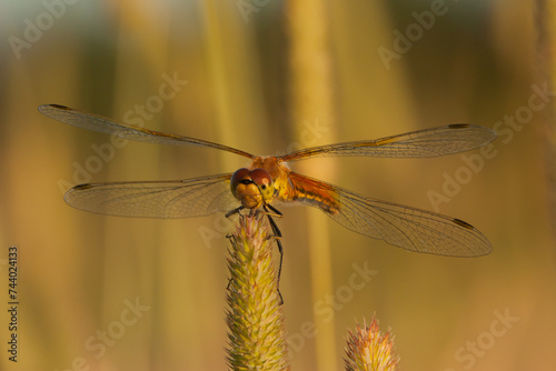 Dragonfly in the setting sun