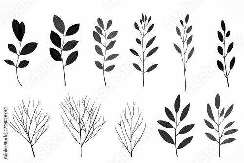 Various types of leaves displayed on a plain white backdrop. Ideal for botanical presentations