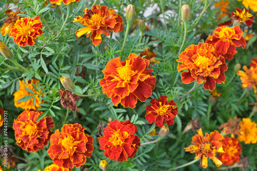 Blossom bushes marigold (tagetes)