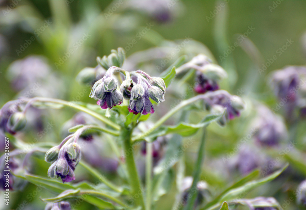 Cynoglossum officinale blooms in nature