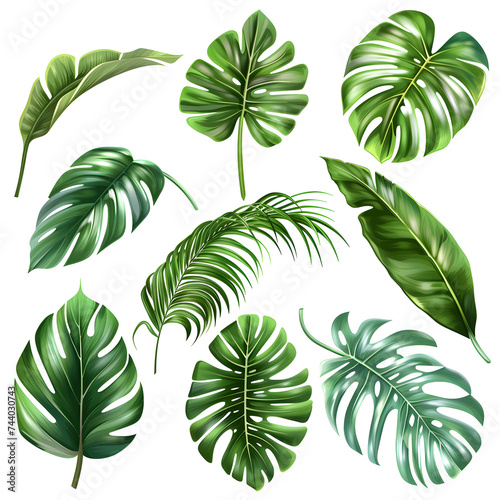Set of tropical leaves on white background.