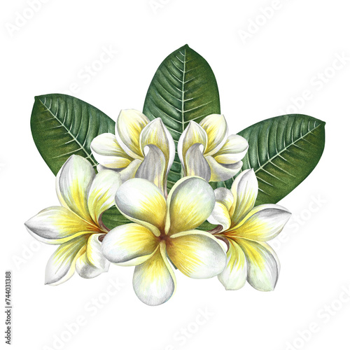 Plumeria, a bouquet of exotic tropical fragrant frangipani flowers. Hand-drawn watercolor illustration. Highlight it. An element of the design of packaging, postcards and labels. For banners, flyers.