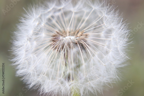 Macro Close-Up of blowed Dandelion Seed Head 