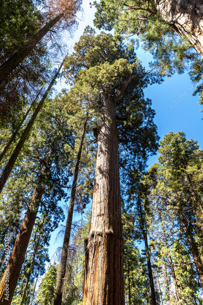 Fototapeta premium Sequoia National Park in California