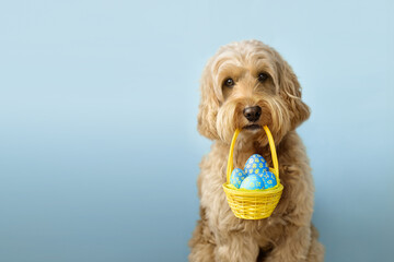 Cute dog carrying an Easter basket