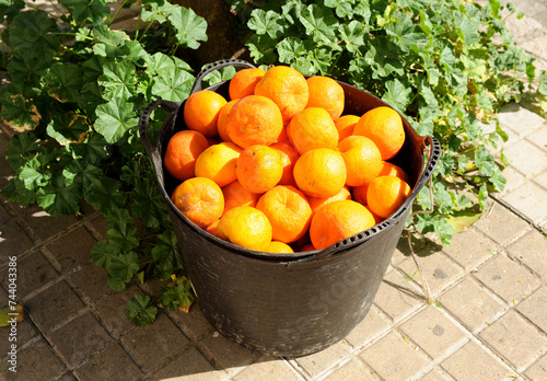 Naranjas amargas de Sevilla recogidas en cestos de goma de los naranjos de las calles