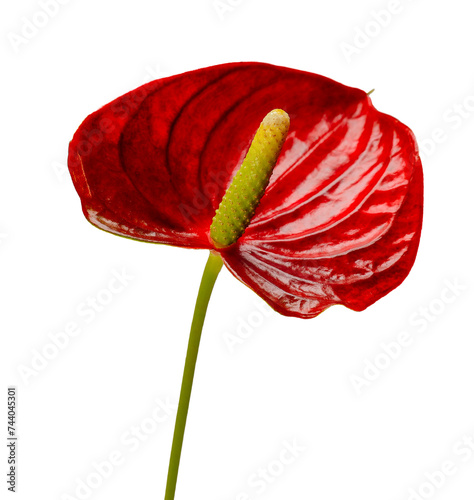 single Red laceleaf tropical flowers in heart shape close up isolated on white. photo