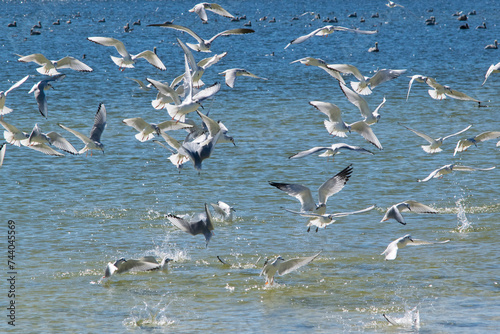 Birds in a Feeding frenzy by Okaloosa Beach. photo