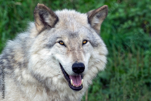 Portrait of a Timber Wolf.