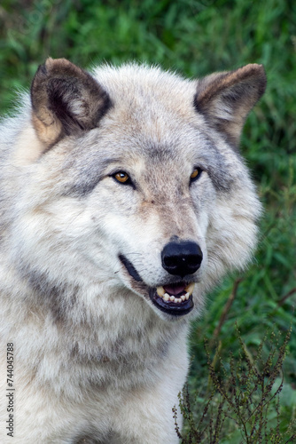 Portrait of a Timber Wolf.