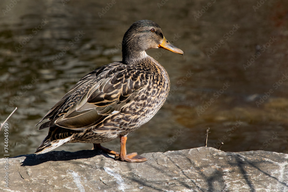 A female Mallard Duck. A female Mallard Duck.