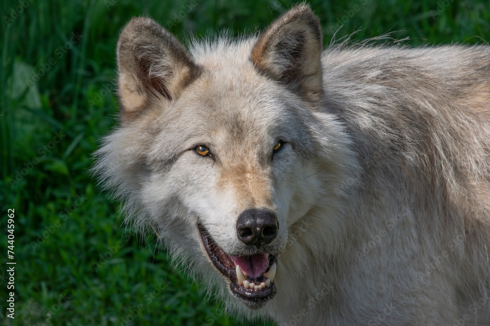 Portrait of a Timber Wolf. Portrait of a Timber Wolf.