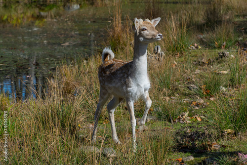 An alert Fallow Deer.