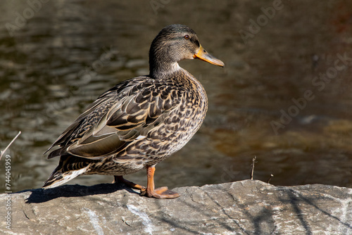 A female Mallard Duck.