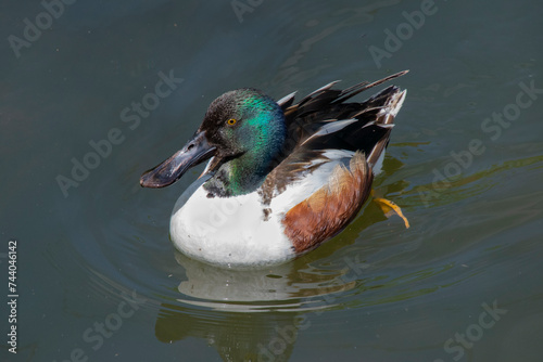 A male Northern Shoveler Duck.