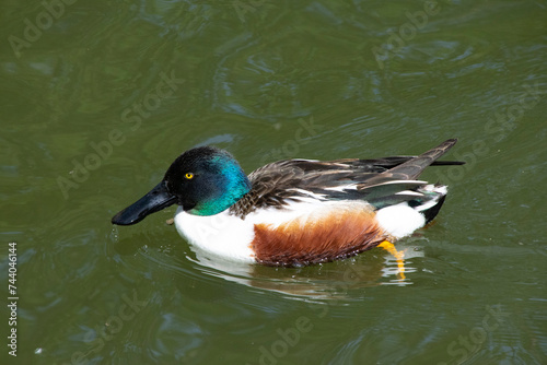 A male Northern Shoveler Duck.