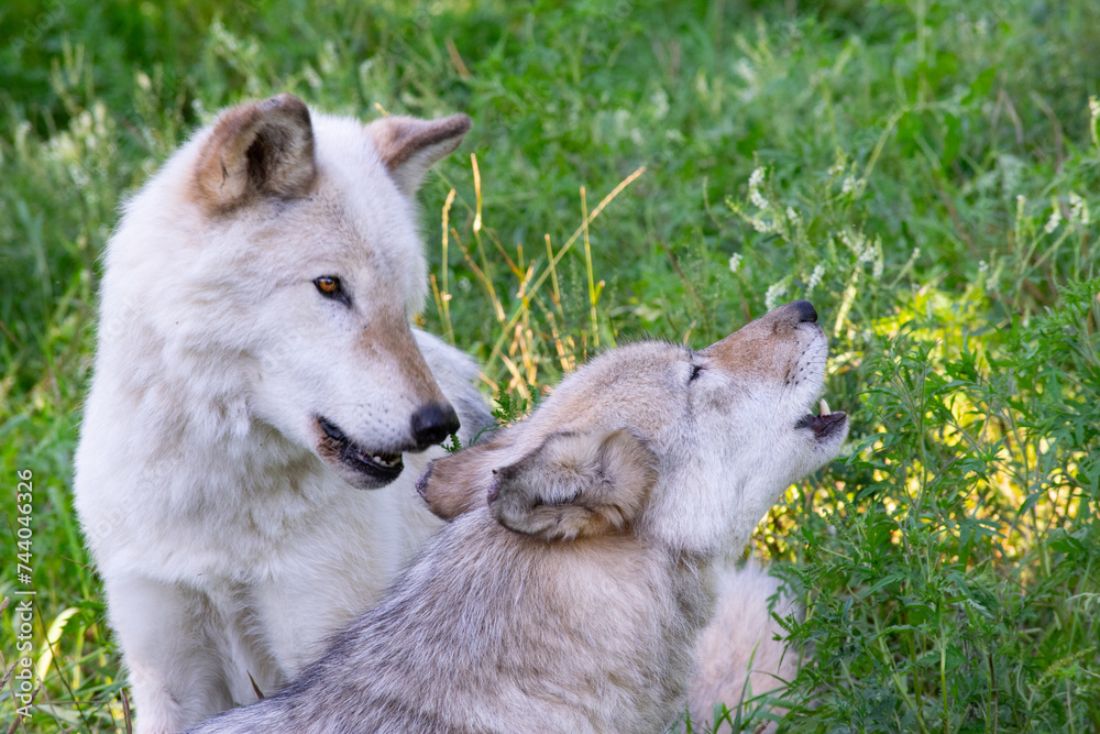 Obraz premium A howling Wolf and companion.
