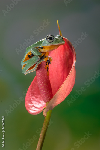 Wallace's flying frog (Rhacophorus nigropalmatus), also known as the gliding frog or the Abah River flying frog, is a moss frog found at least from the Malay Peninsula into western Indonesia, and is p