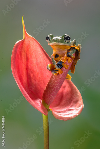 Wallace's flying frog (Rhacophorus nigropalmatus), also known as the gliding frog or the Abah River flying frog, is a moss frog found at least from the Malay Peninsula into western Indonesia, and is p