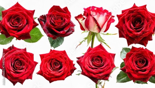 collection of red roses isolated on white background set of different bouquet flat lay top view © RichieS