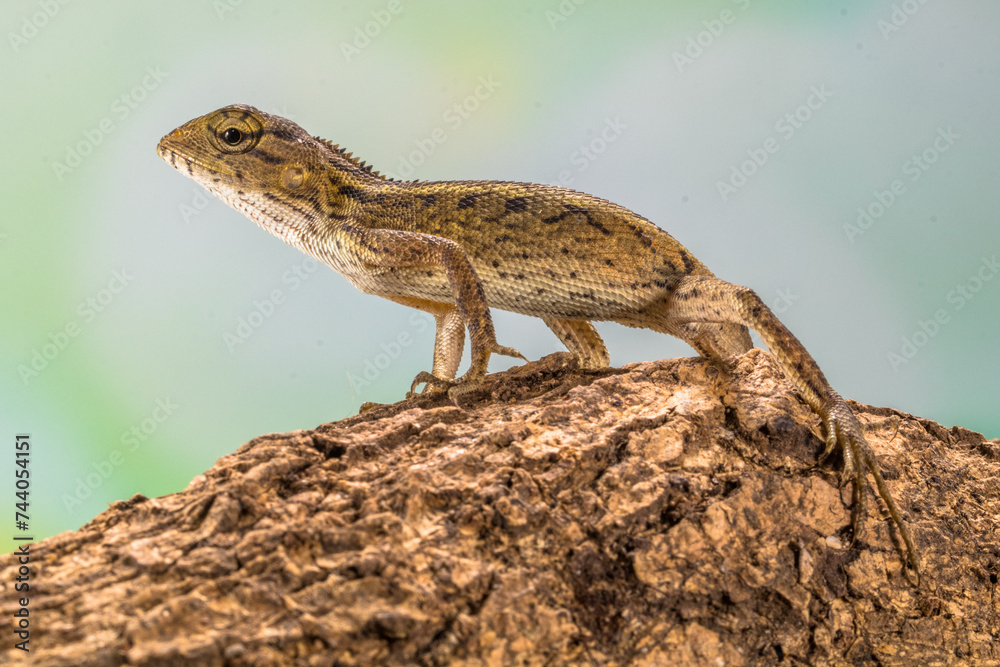 Naklejka premium The oriental garden lizard (Calotes versicolor), also called the eastern garden lizard, Indian garden lizard, common garden lizard
