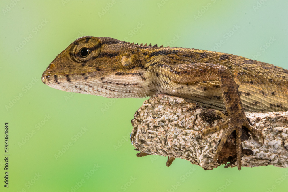 Fototapeta premium The oriental garden lizard (Calotes versicolor), also called the eastern garden lizard, Indian garden lizard, common garden lizard