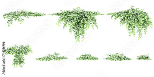 3D illustration of Algerian ivy creeper plants on transparent background