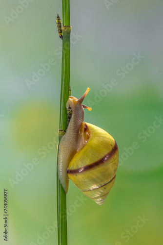 Cornu aspersum (Helix aspersa, Cryptomphalus aspersus), known by the common name garden snail photo