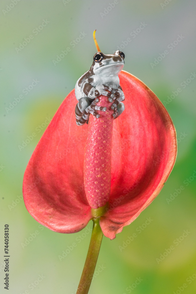 The Mission goldeneyed tree frog or Amazon milk frog (Trachycephalus