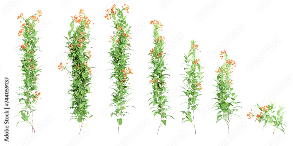 3D illustration of Trailing lily creeper tree on transparent background, climber plant3D illustration of Trailing lily creeper tree on transparent background, climber plant 3D illustration of Trailing lily creeper tree on transparent background, climber plant3D illustration of Trailing lily creeper tree on transparent background, climber plant
