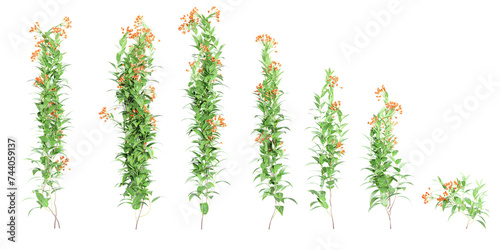 3D illustration of Trailing lily creeper tree on transparent background, climber plant3D illustration of Trailing lily creeper tree on transparent background, climber plant