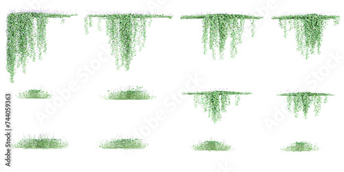 Australian Native Violet plants isolated on White background, 3d rendering