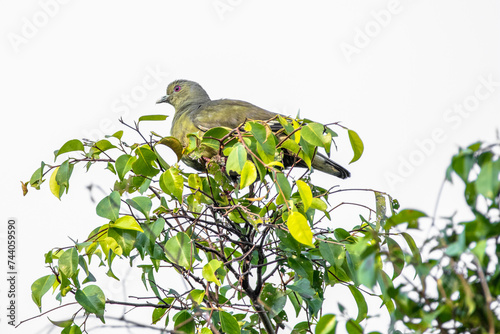 The pink-necked green pigeon (Treron vernans) is a species of bird of the pigeon and dove family, Columbidae photo