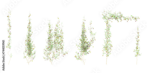 Cathedral bel vine plant climbing isolated on white background with clipping path included