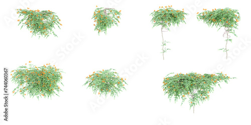 Cutout Trumpet vine with lush green foliage. Climbing plant in summer isolated on white background